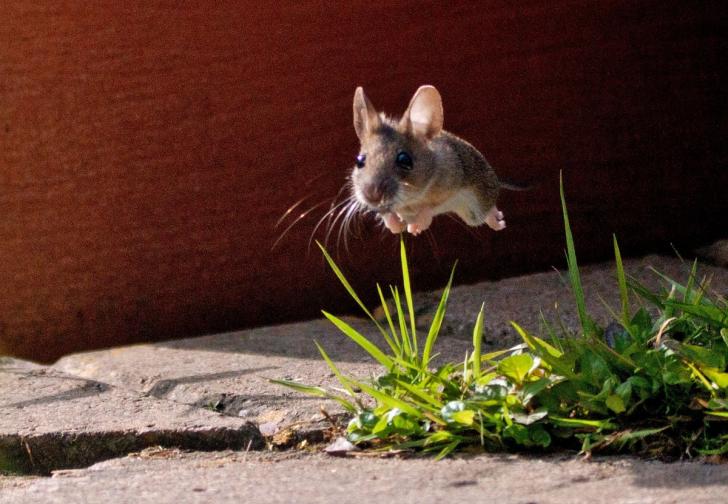mouse leaps
