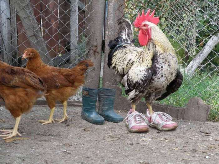 rooster in sneakers