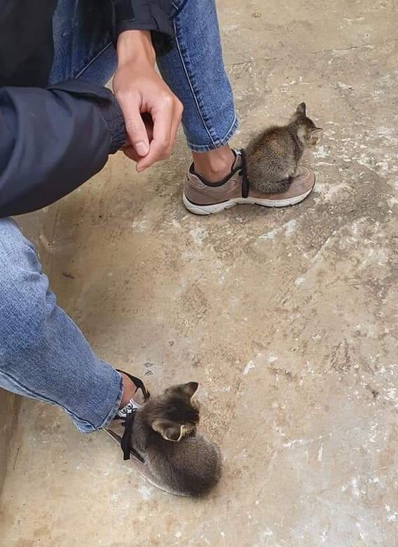 kittens on shoes