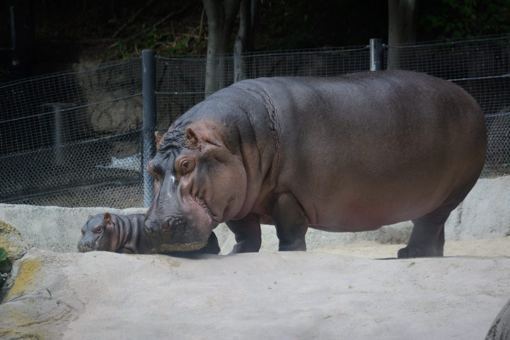 baby and mother hippo