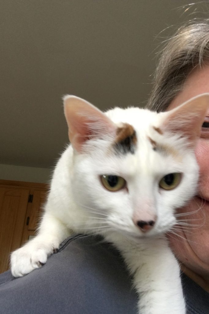 cat on shoulder
