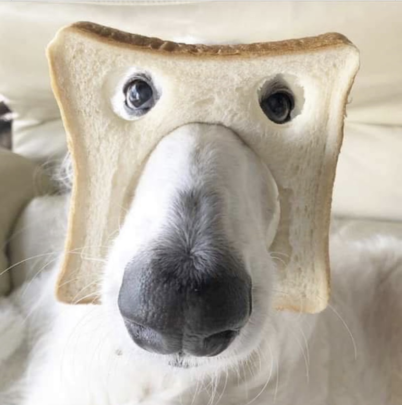 dog with bread mask
