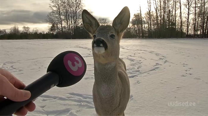 deer at microphone
