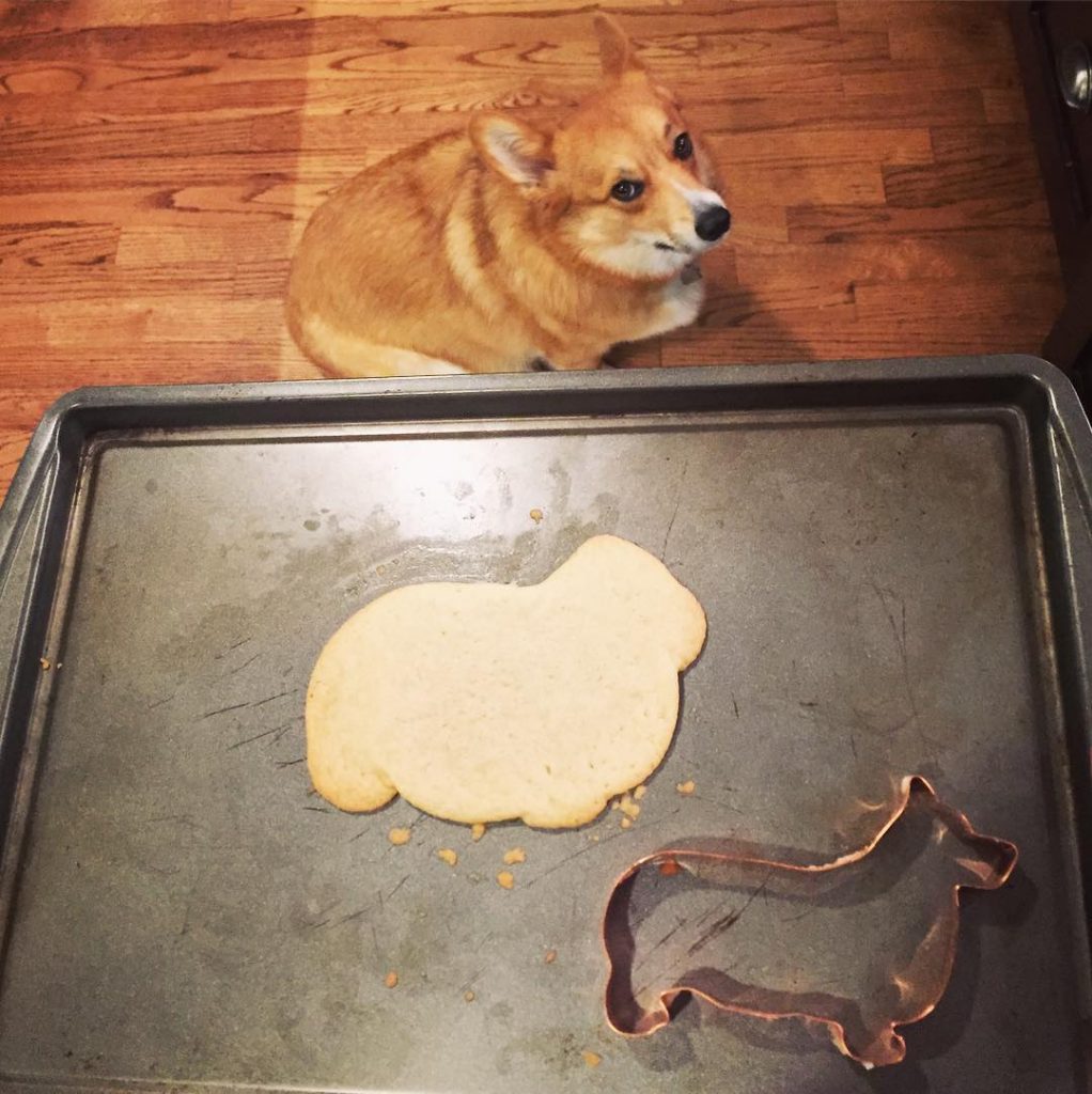 corgi dog and corgi-shaped cookie