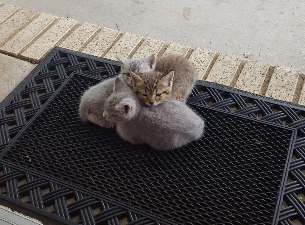 Kittens on doormat