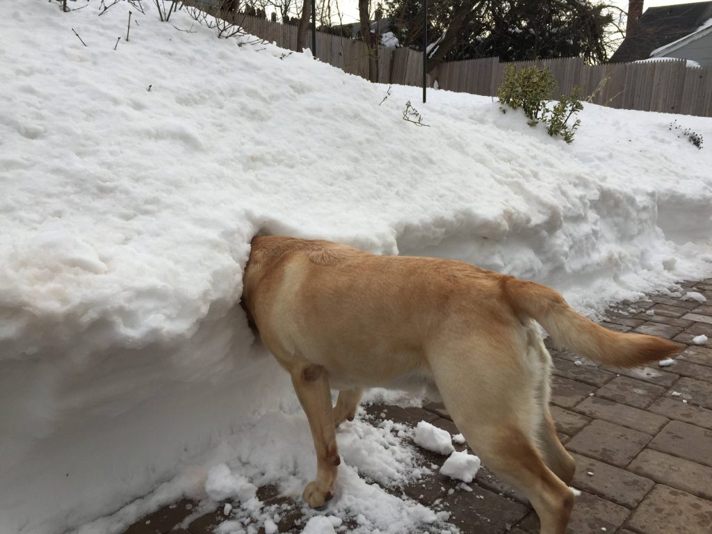 dog with head in snow bank