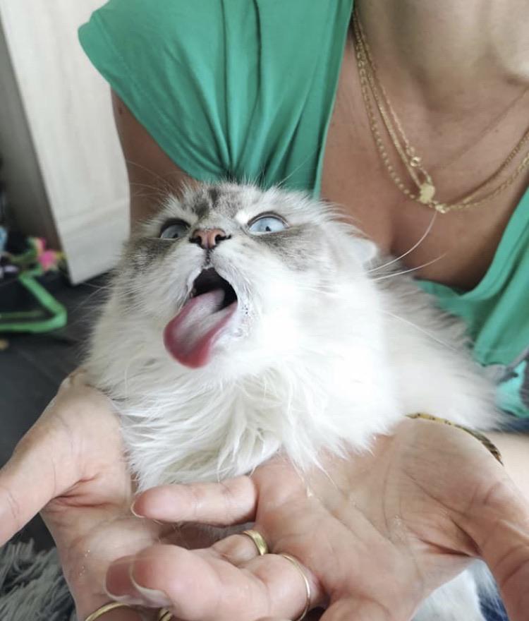 cat sticks tongue out