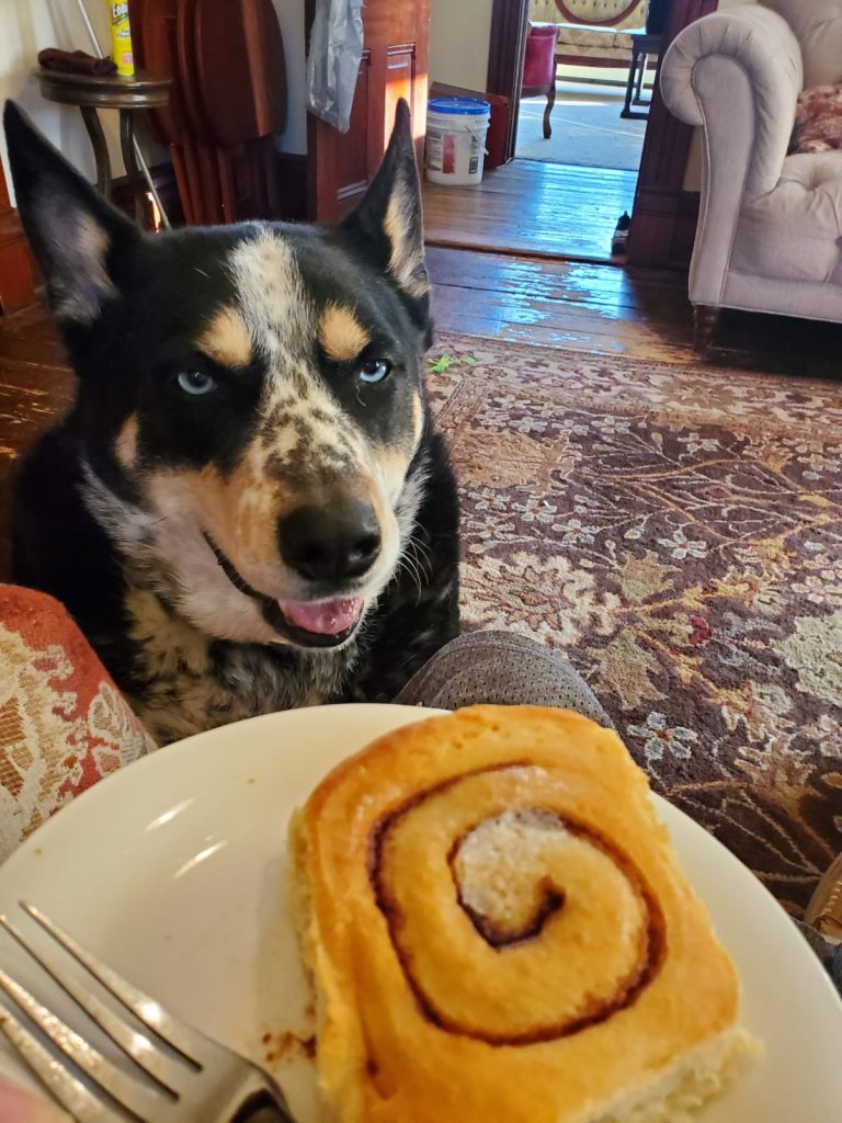 dog looks at sweet roll