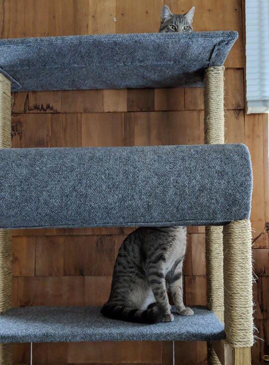 cats in cat structure
