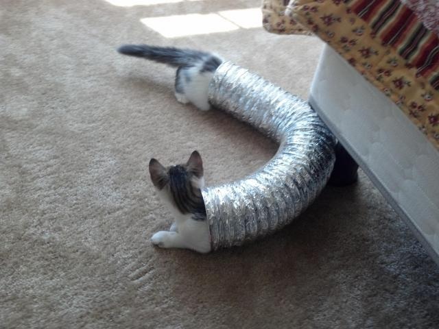 cat in tube
