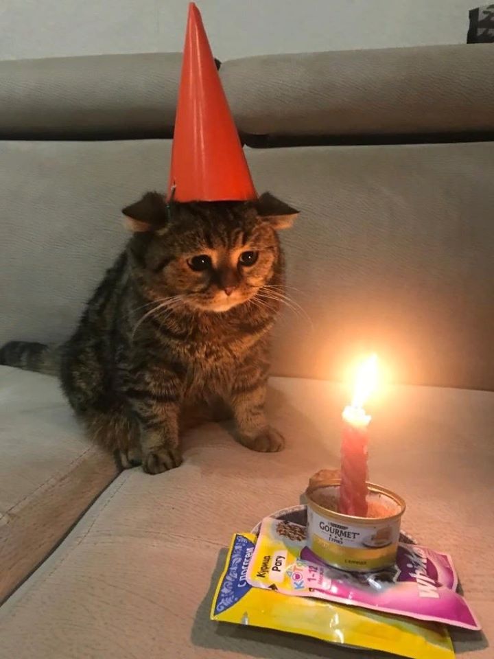 cat looks at birthday candle