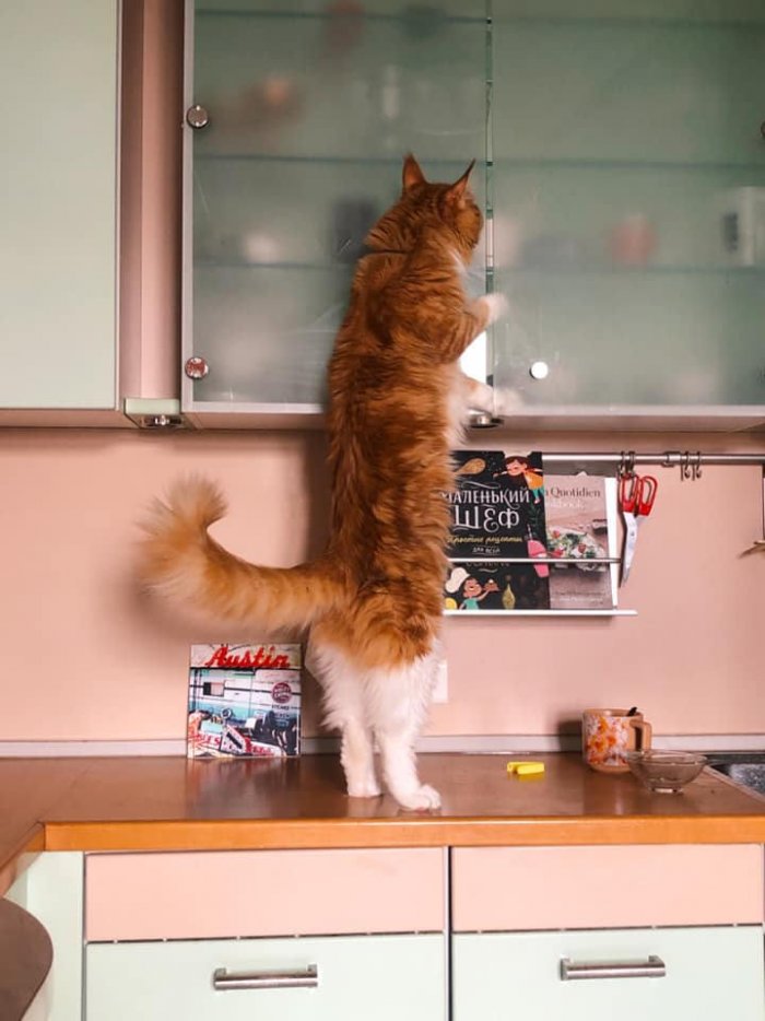 cat looks in kitchen cabinet