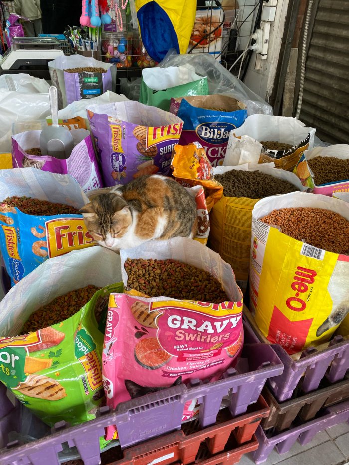 cat among open bags of cat food