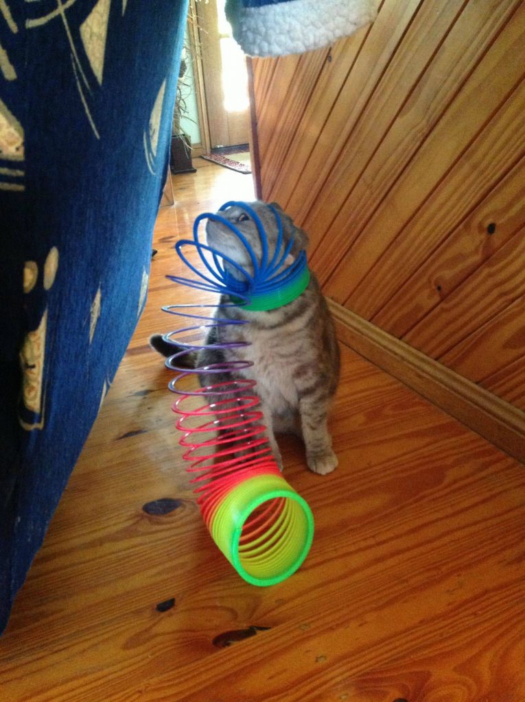 cat wears slinky toy on head