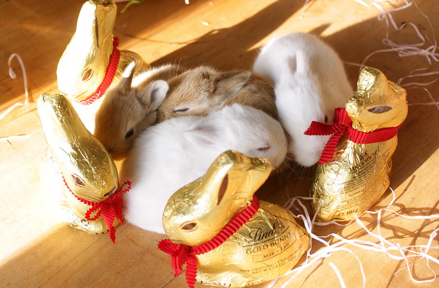 rabbits and gold chocolate bunnies