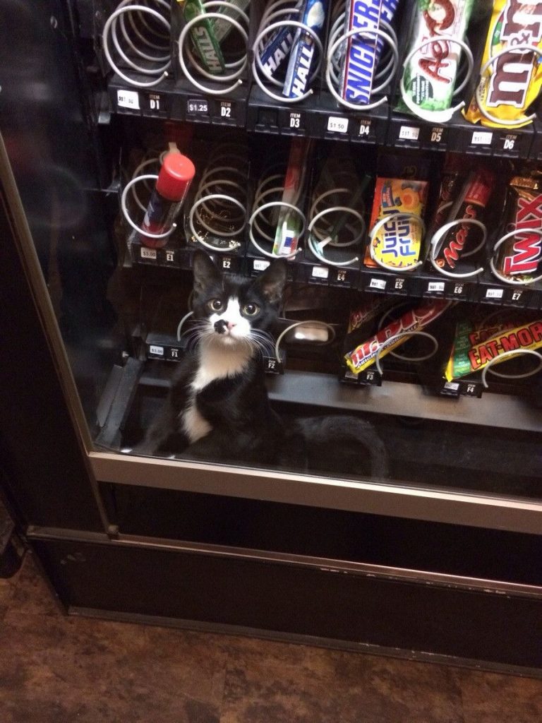 cat in vending machine