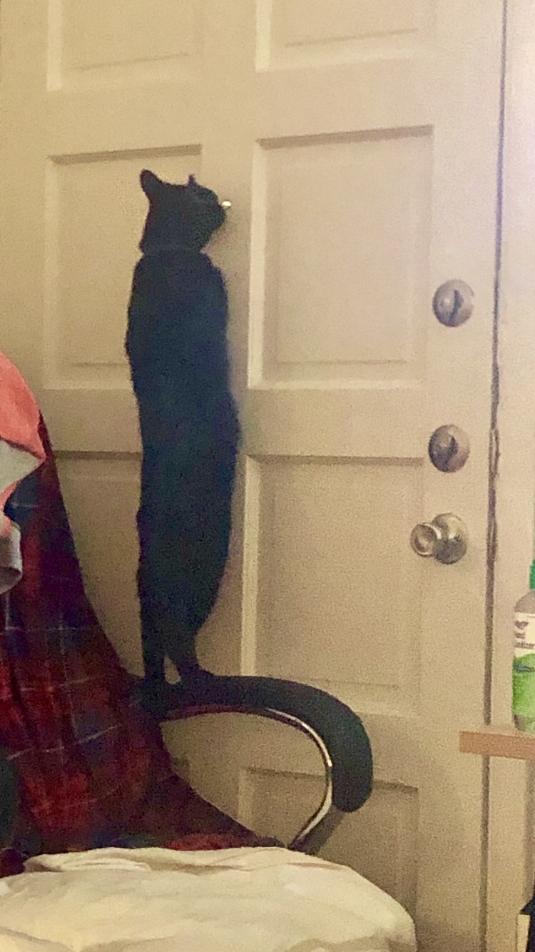 cat looks through peephole