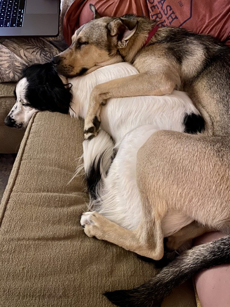 dogs cuddle on sofa