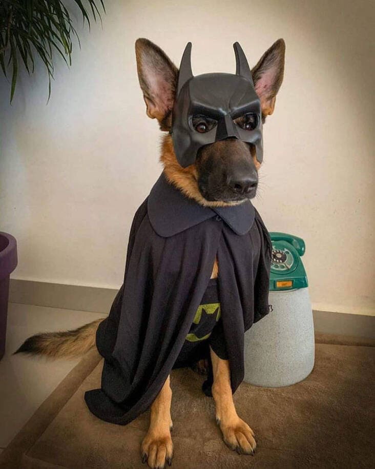 German Shepherd dog wears Batman mask and cape 