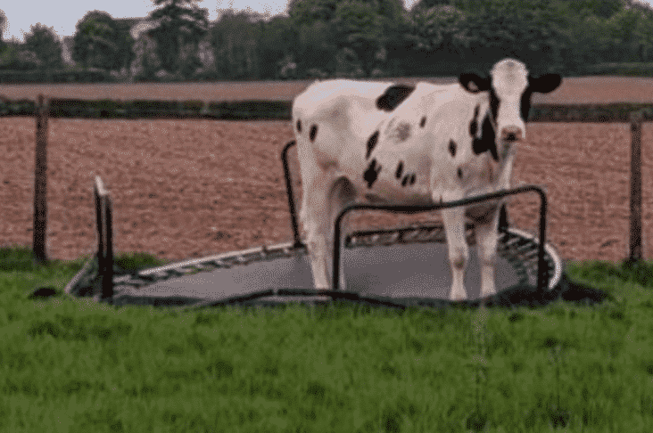 cow on broken trampoline