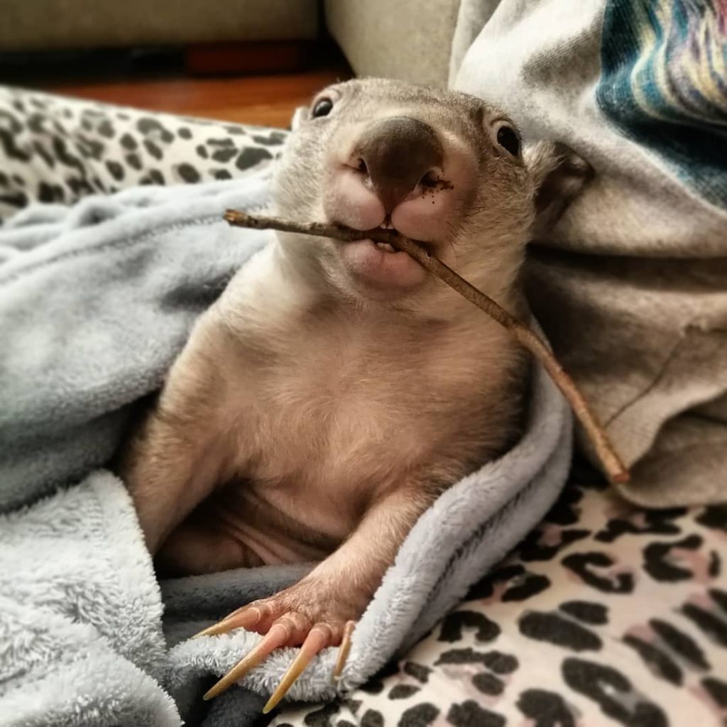 wombat chews stick