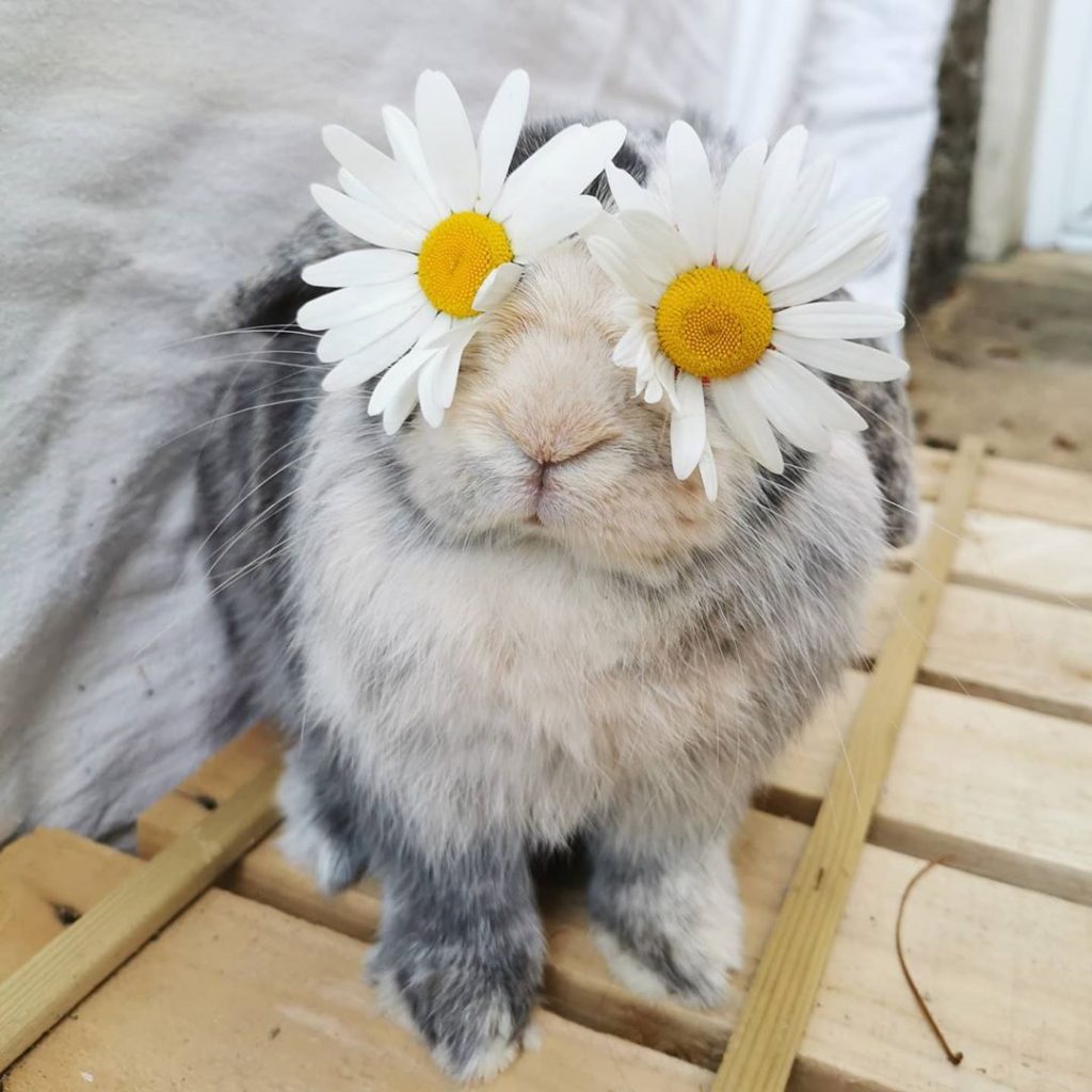 rabbit with flowers on eyes