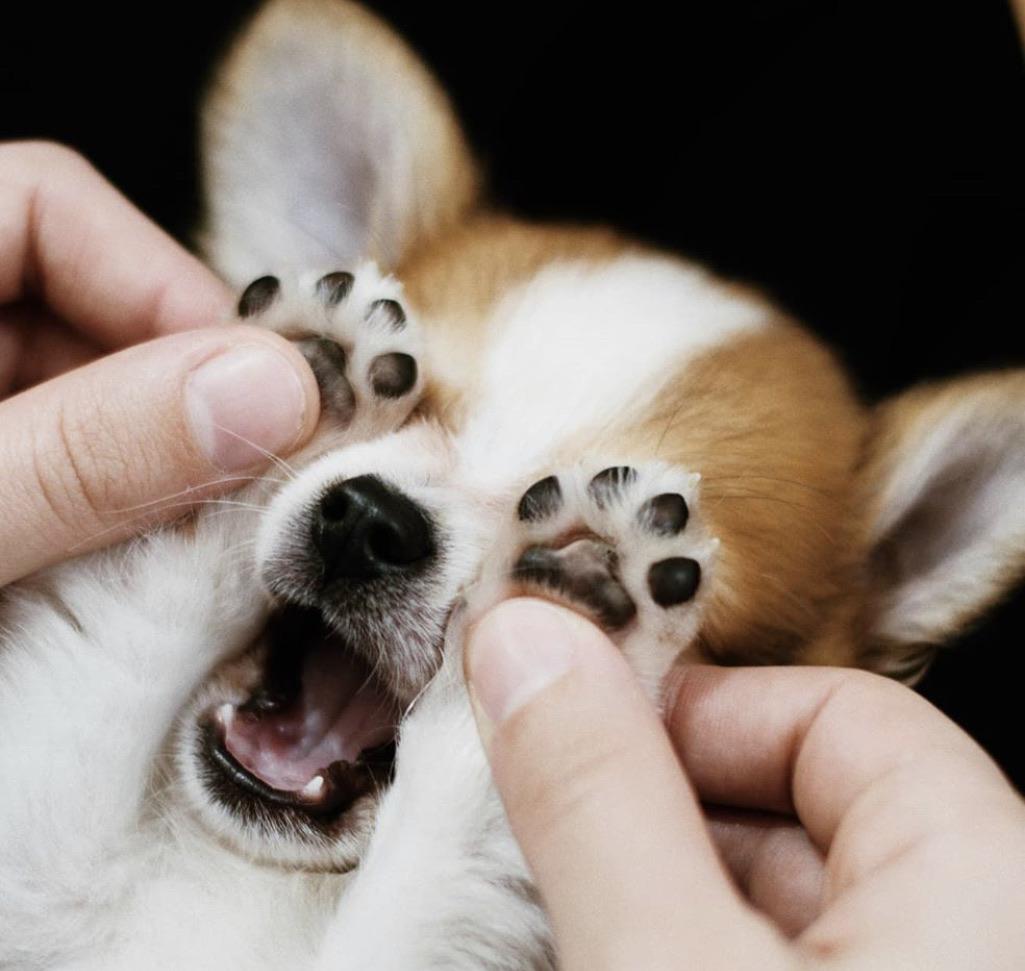 corgi puppy with paws covering face