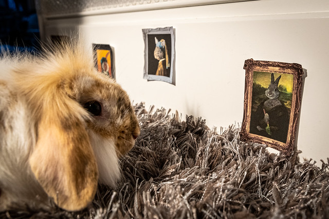 rabbit looks at classic paintings