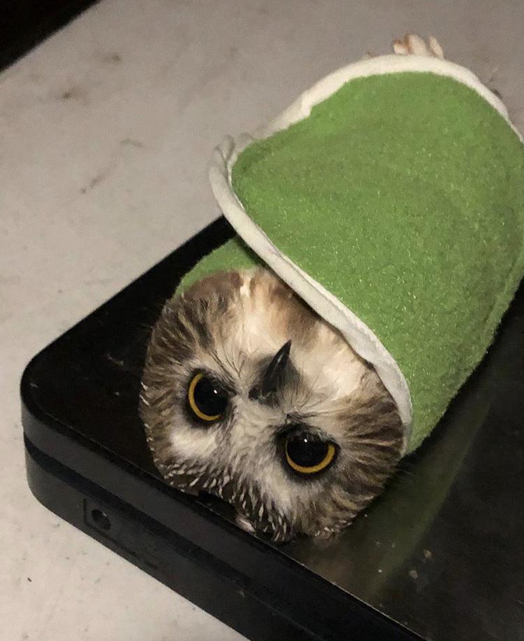 owl wrapped in blanket