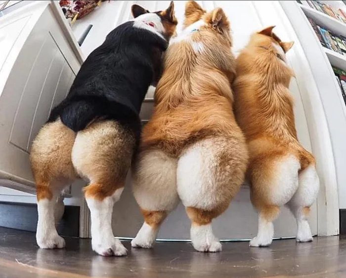 three corgi dogs stand on hind legs
