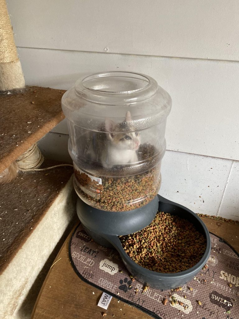 cat trapped in feeder