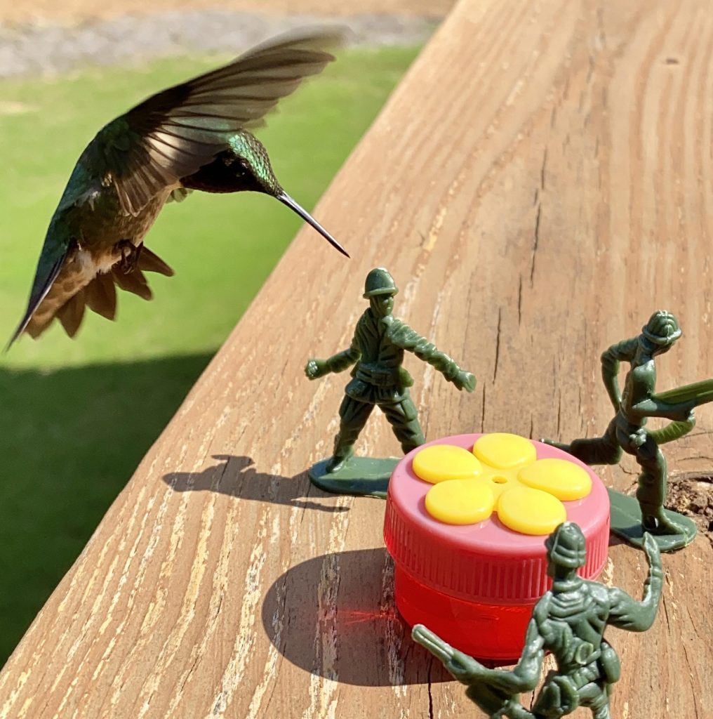 hummingbird and toy plastic soldiers
