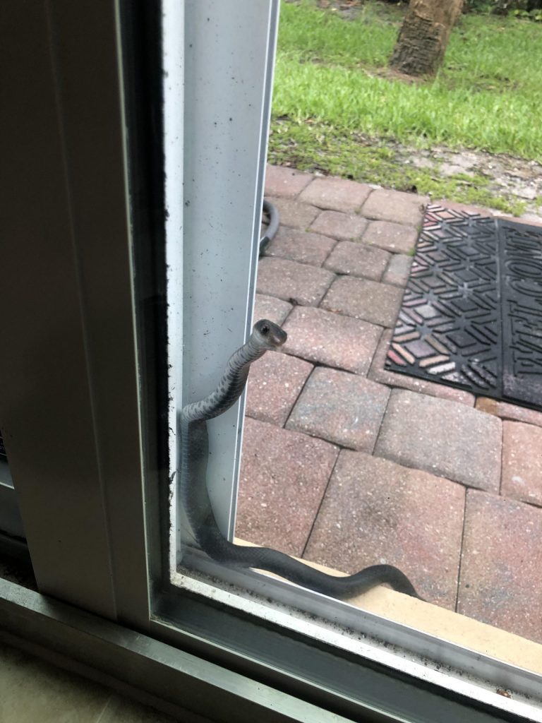 snake at window
