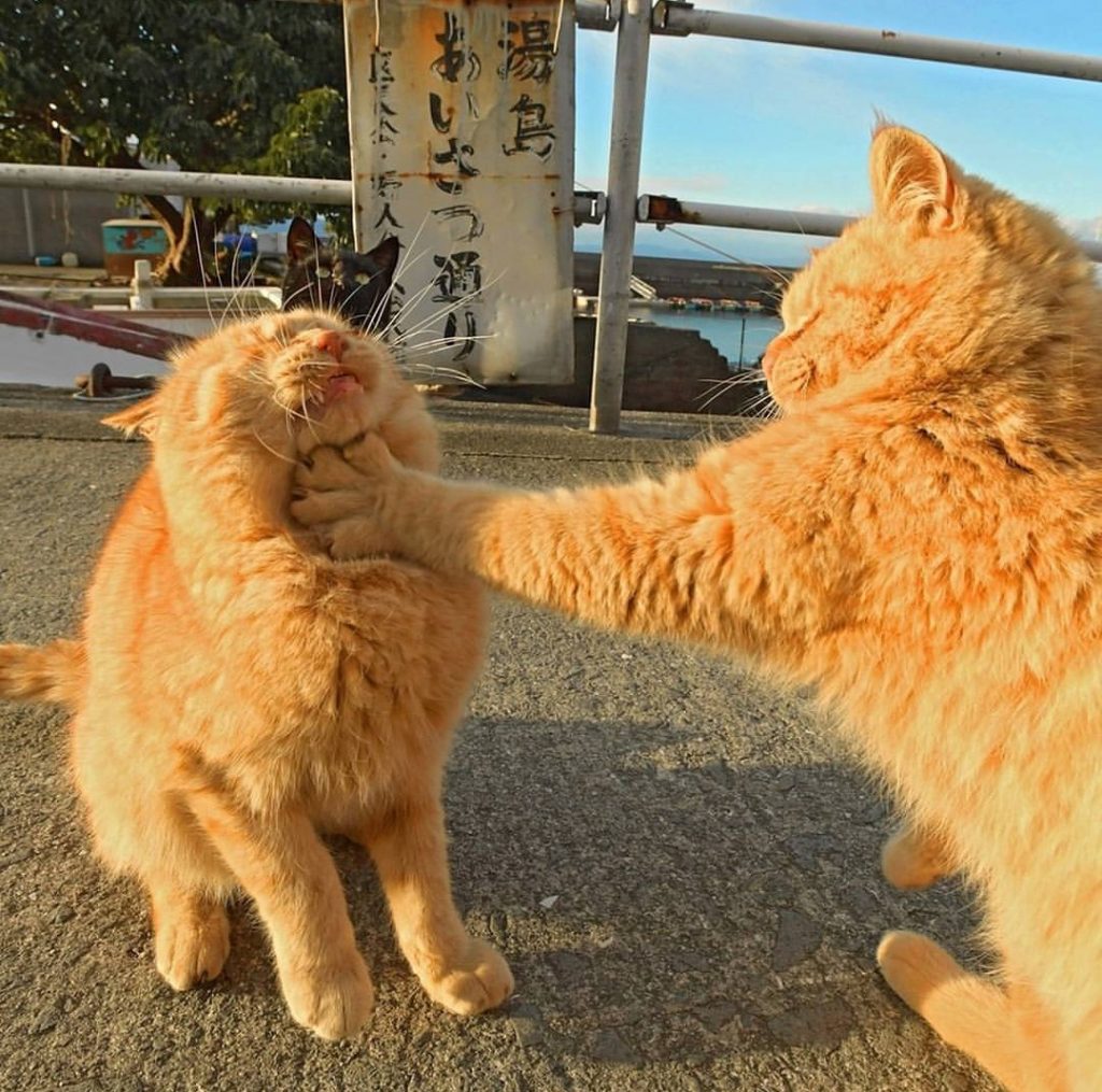 cat hits other cat in throat