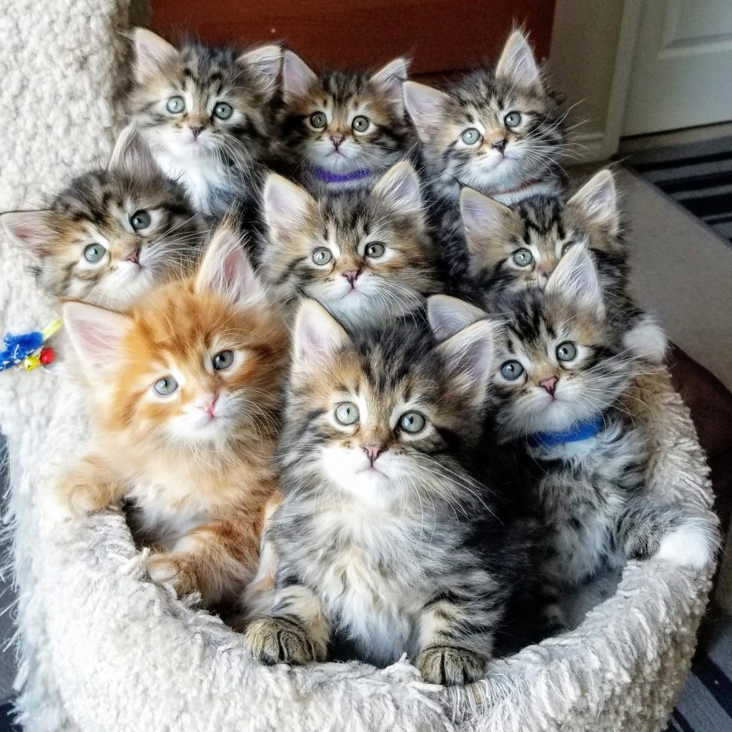 one ginger kitten with many grey kittens