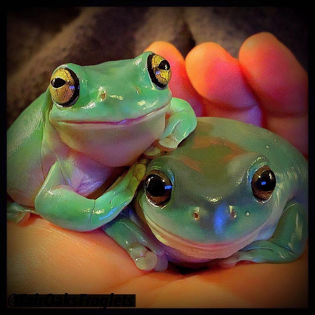 two frogs in hand