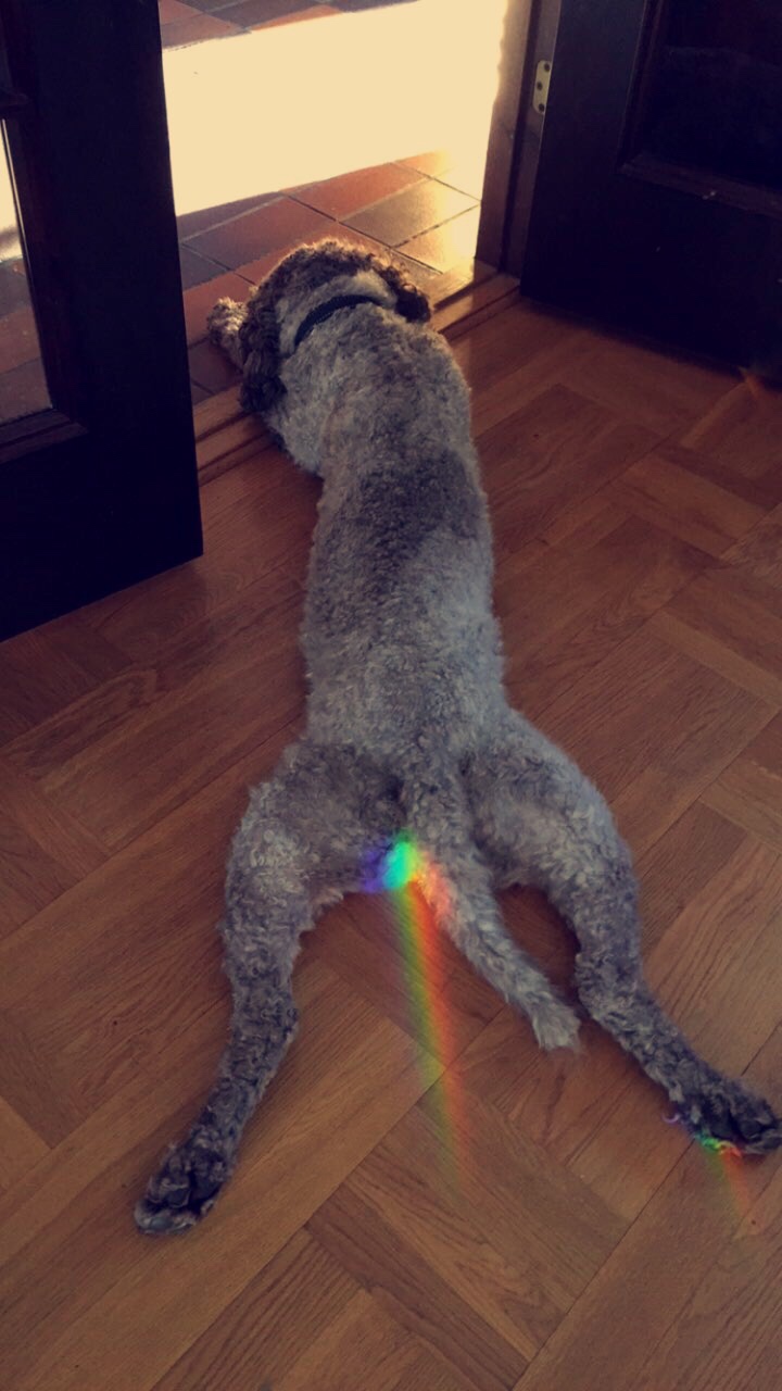 dog with rainbow on butt