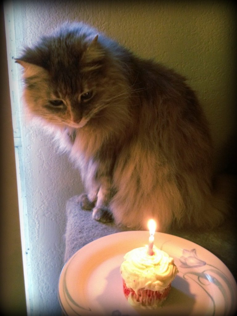 cat and birthday cupcake with candle