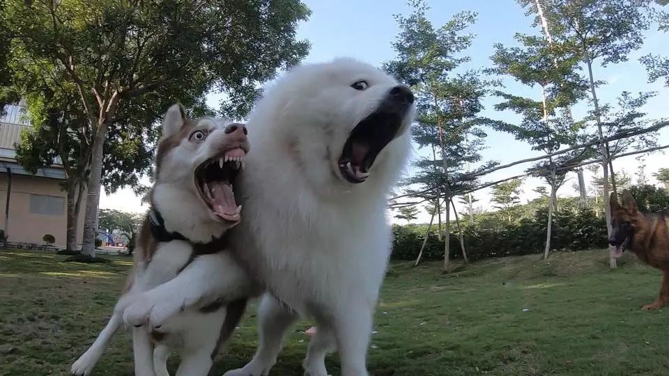 husky and samoyed dogs play