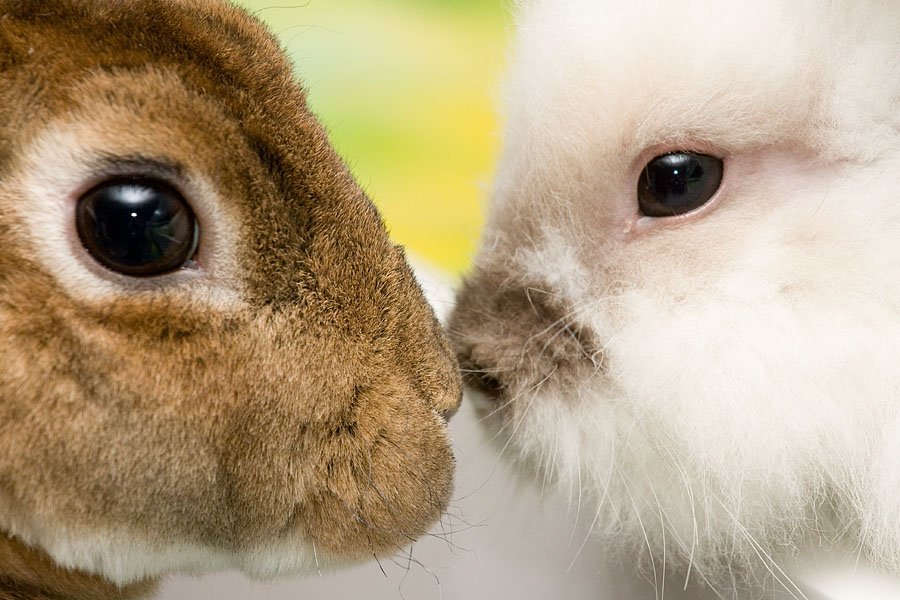 rabbits touch noses