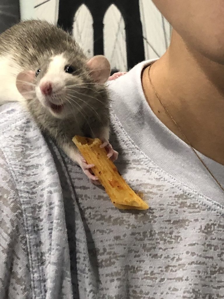 Rat eats pasta on man's shoulder