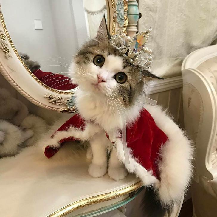 cat wears crown