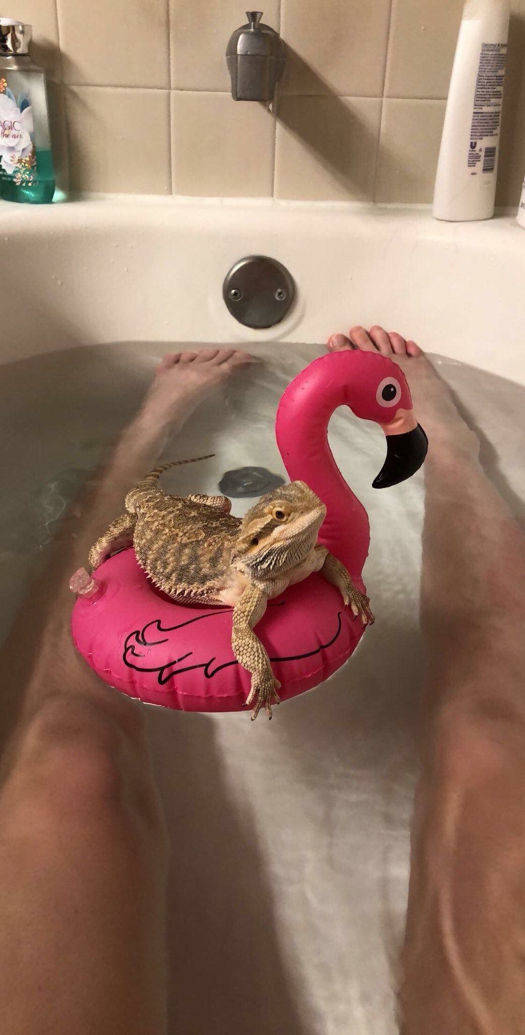 lizard in pool
