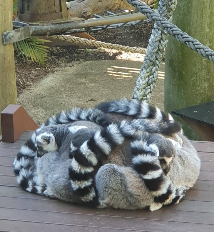 lemurs huddle together