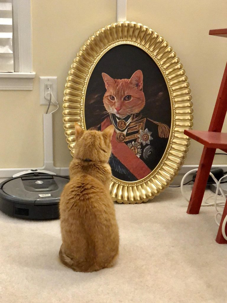 Cat looks at cat portrait