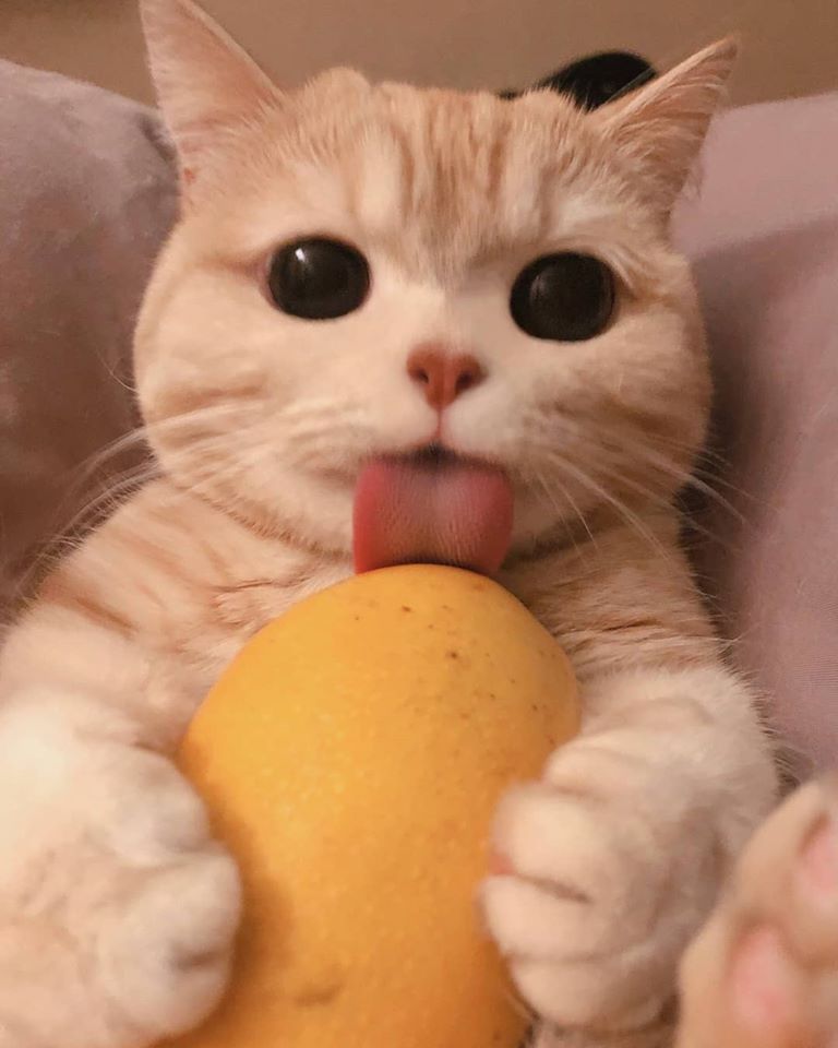 cat licks mango