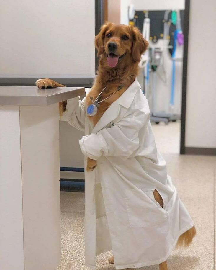 dog in lab coat