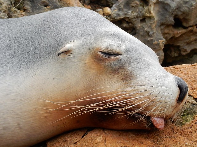 sea lion sleeps with tongue out
