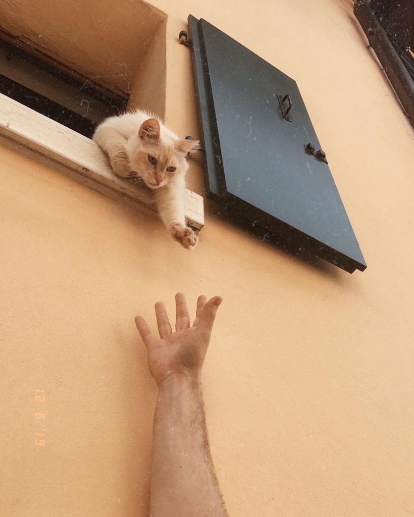 Cat reaches for man's hand