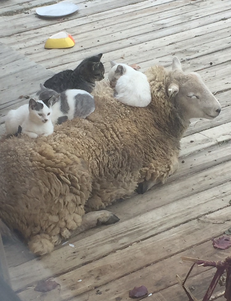 cats on sheep